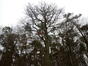 Chêne pédonculé – Watermael-Boitsfort, Forêt de Soignes –  27 Janvier 2022