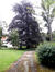 Hêtre pourpre – Ixelles, Jardin de l'ancienne villa de Léon Drugman, Avenue Molière, 225 – Hêtre pourpre, © CRMS –  08 Juillet 2020