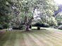 Trompetboom – Elsene, Tuin van de voormalige villa van Léon Drugman, Molièrelaan, 225 – © KCML –  08 Juli 2020