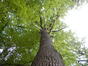 Chêne pédonculé – Auderghem, Forêt de Soignes –  27 Mai 2022