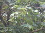 Erable à grandes feuilles – Auderghem, Parc Seny –  07 Juillet 2022