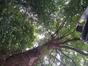 Chêne pédonculé – Uccle, Hippodrome de Boitsfort –  24 Août 2023