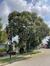 Sophora du Japon