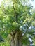 Gewone acacia – Brussel, Openbaar park van Laeken –  18 September 2014