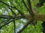 Vaantjesboom &ndash; Brussel, Osseghempark &ndash;  20 Mei 2026