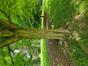 Zelkova du Japon &ndash; Bruxelles, Parc d'Osseghem &ndash;  20 Mai 2026