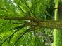 Zelkova du Japon &ndash; Bruxelles, Parc d'Osseghem &ndash;  20 Mai 2026