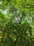 Cunninghamia lanceolata – Elsene, Tenboschpark –  11 Juli 2023