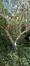 Eucalyptus pauciflora ssp. Debeuzevillei – Elsene, Tenboschpark –  11 Juli 2023