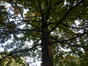 Chêne pédonculé – Uccle, Cauter, 5 –  23 Octobre 2023