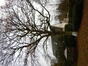 Chêne pédonculé – Uccle, Avenue Albert Lancaster, 103 –  24 Novembre 2023