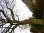 Chêne pédonculé – Uccle, Avenue Albert Lancaster, 103 –  24 Novembre 2023