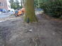 Chêne pédonculé – Uccle, Rue du Merlo, 16 –  21 Décembre 2023