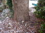 Tilleul à larges feuilles – Uccle, Avenue Vanderaey, 37 –  16 Janvier 2024