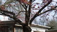 Cerisier du Japon – Jette, Rue Adolphe Vandenschrieck, 75