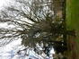 Chêne tortueux, Abbaye de Forest,  05 Avril 2024