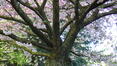 Cerisier du Japon – Bruxelles, Avenue du Parc Royal –  10 Avril 2024