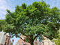 Fraxinus pennsylvanica – Schaarbeek, Ardense Jagersplein –  06 August 2024