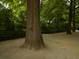 Châtaignier – Bruxelles, Parc du Cinquantenaire –  10 Juin 2025