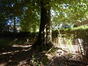 Charme commun – Woluwé-Saint-Lambert, Ancienne propriété Lindthout –  03 Juillet 2025