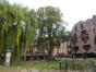 Saule blanc