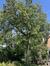 Noyer royal – Uccle, Avenue Victor-Emmanuel III, 36 –  07 Août 2025