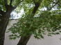 Acer palmatum 'Butterfly' – Ukkel, Gatti de Gamondstraat, 95 –  25 September 2025