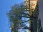 Saule pleureur