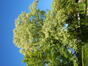 Liriodendron tulipifera 'Aureomarginatum'