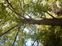 Liriodendron tulipifera 'Aureomarginatum' &ndash; Anderlecht, Tuin van de Redoute Peiffer instituut &ndash;  26 Mei 2026