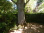 Liriodendron tulipifera 'Aureomarginatum' &ndash; Anderlecht, Tuin van de Redoute Peiffer instituut &ndash;  26 Mei 2026