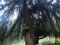 Cedrus atlantica 'pendula glauca' &ndash; Anderlecht, Rotstuin van het Institut Redouté-Peiffer &ndash;  08 Oktober 2026