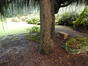 Cedrus atlantica 'pendula glauca' &ndash; Anderlecht, Rotstuin van het Institut Redouté-Peiffer &ndash;  08 Oktober 2026