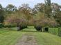Betula pendula f. youngii