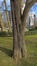 Japanse notenboom – Brussel, Leopoldpark –  09 Maart 2016