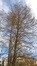 Cyprès chauve de Louisiane – Bruxelles, Parc Léopold –  09 Mars 2016
