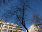 Valse Christusdoorn – Brussel, Ambiorix-square, Maria-LouizaSquare, Margaretasquare en Palmerstonlaan, Maria-Louizasquare –  20 Maart 2014
