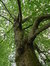 Platane à feuille d'érable – Bruxelles, Parc d'Osseghem –  24 Mai 2017