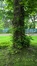 Ptérocaryer à feuilles de frêne – Bruxelles, Parc d'Osseghem –  24 Mai 2017