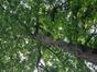 Ptérocaryer à feuilles de frêne &ndash; Bruxelles, Parc d'Osseghem &ndash;  20 Mai 2026