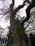 Frêne à feuilles étroites – Bruxelles, Jardins de l'Hospice Pachéco, parc privé –  24 Février 2018