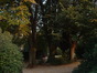 Tilleul argenté – Bruxelles, Jardin du Pavillon Chinois –  22 Octobre 2003