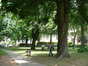 Witte paardenkastanje – Brussel, Park van het IBM Pensioenfonds, Geuzenplein –  21 Mei 2002