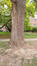 Ginkgo biloba 'Fastigiata' &ndash; Brussel, Université Libre de Bruxelles - Solbosch, square Groupe G &ndash;  16 September 2026