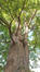 Ginkgo biloba 'Fastigiata' &ndash; Brussel, Université Libre de Bruxelles - Solbosch, square Groupe G &ndash;  16 September 2026