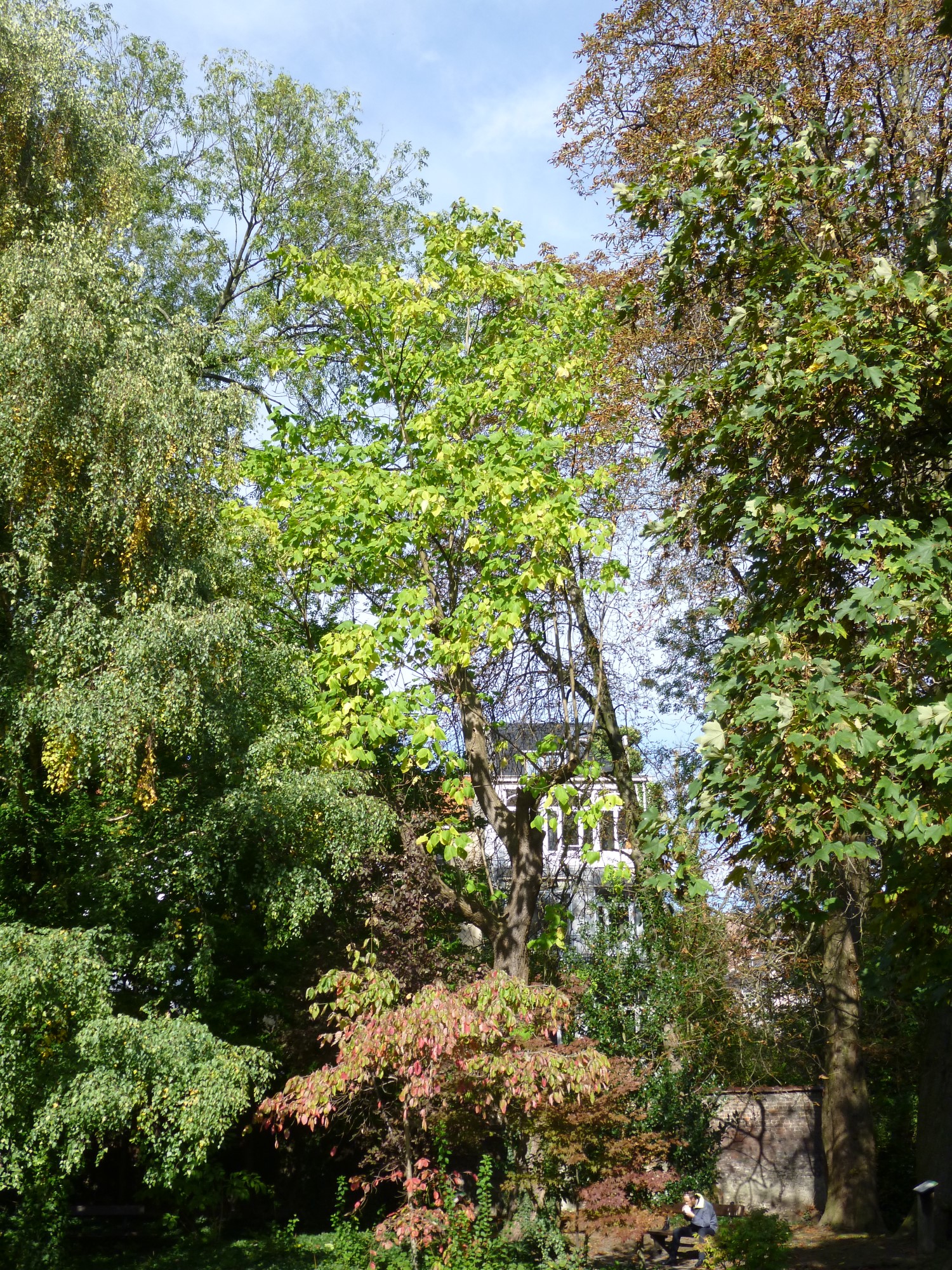 Catalpa rougeâtre, Jardin Jean Félix Hap,  15 Octobre 2014