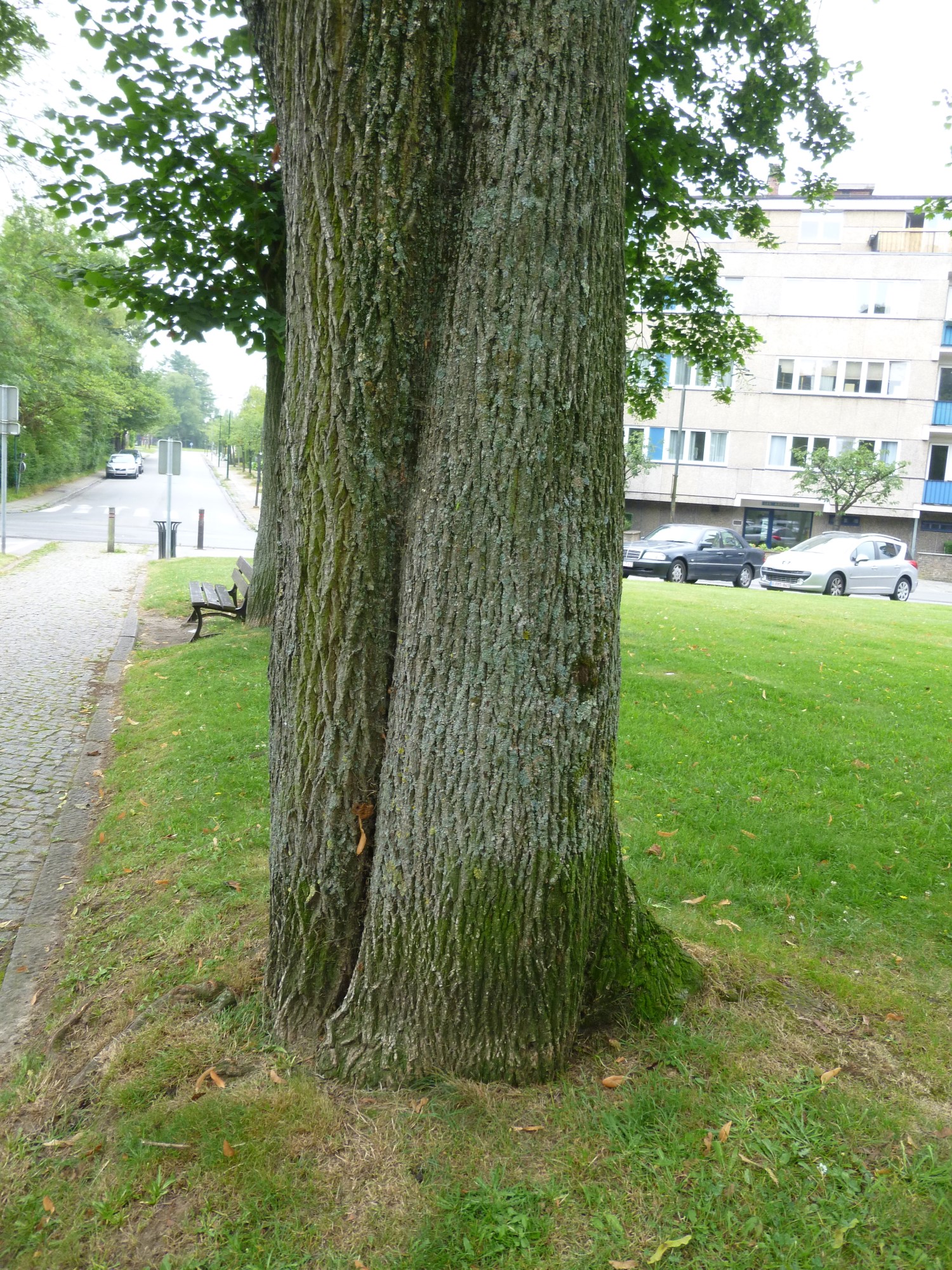 Acer platanoides f. crispum, Tuinwijken Le Logis en Floréal,  29 Juli 2014