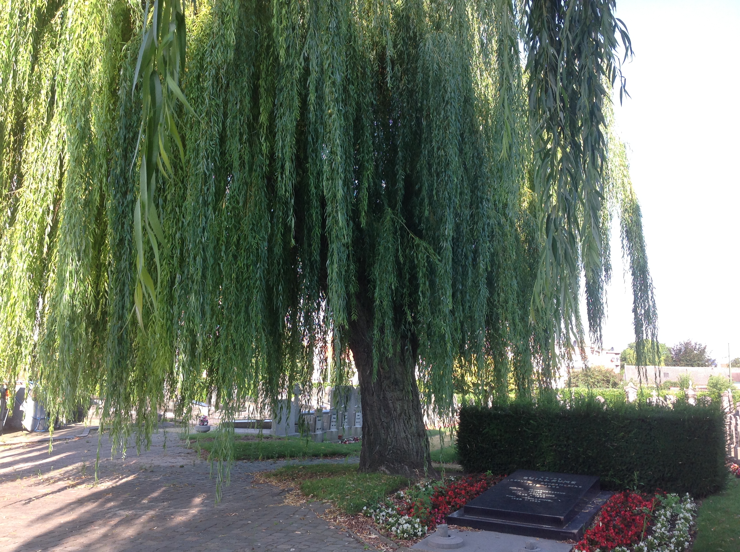 Saule pleureur, Ancien cimetière d'Evere,  19 Août 2015