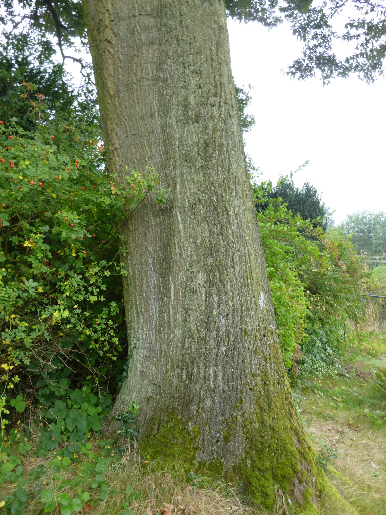 Quercus sp, ,  08 Septembre 2014