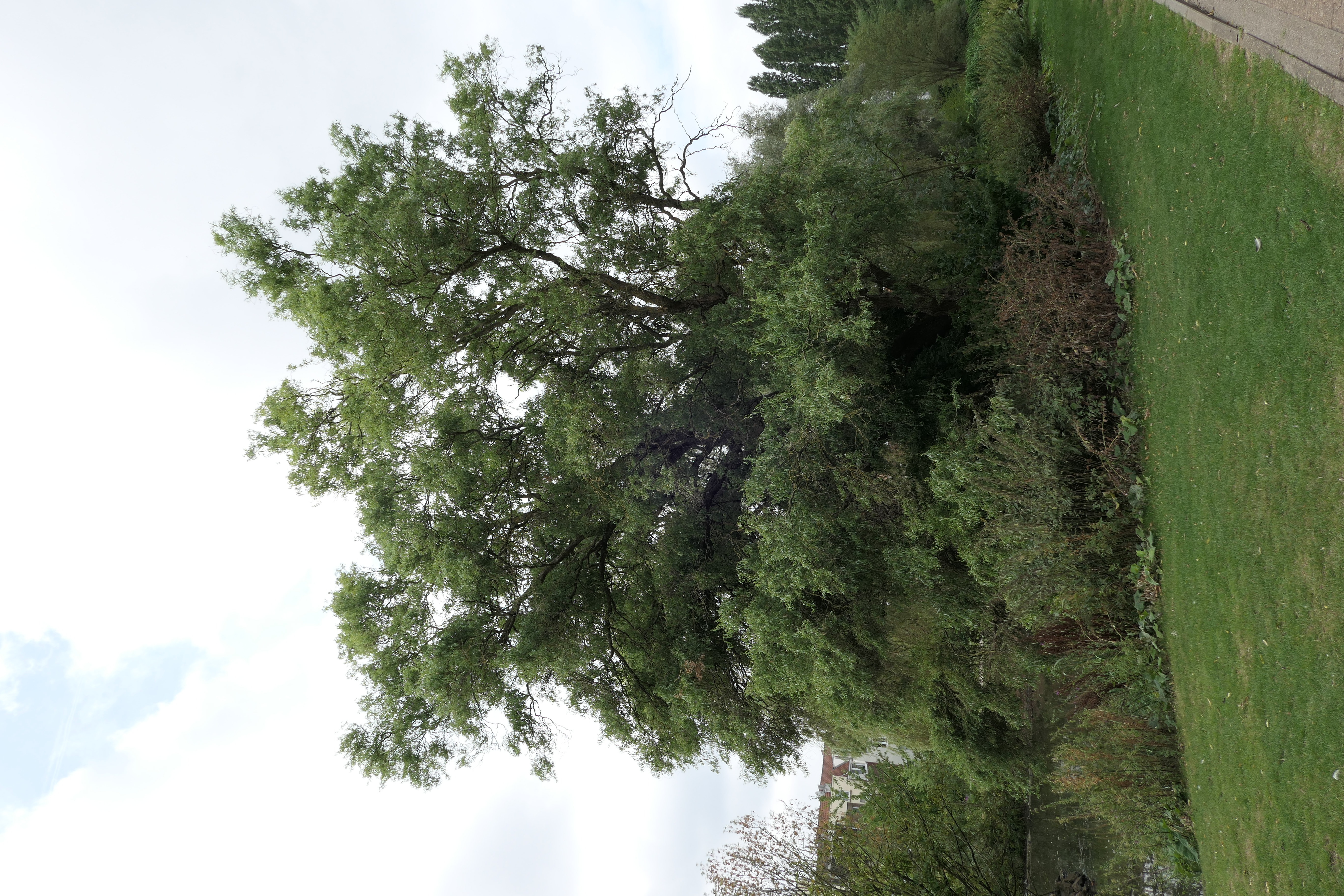 Salix babylonica 'Tortuosa', Parc Roi baudouin phase 2,  16 Août 2018
